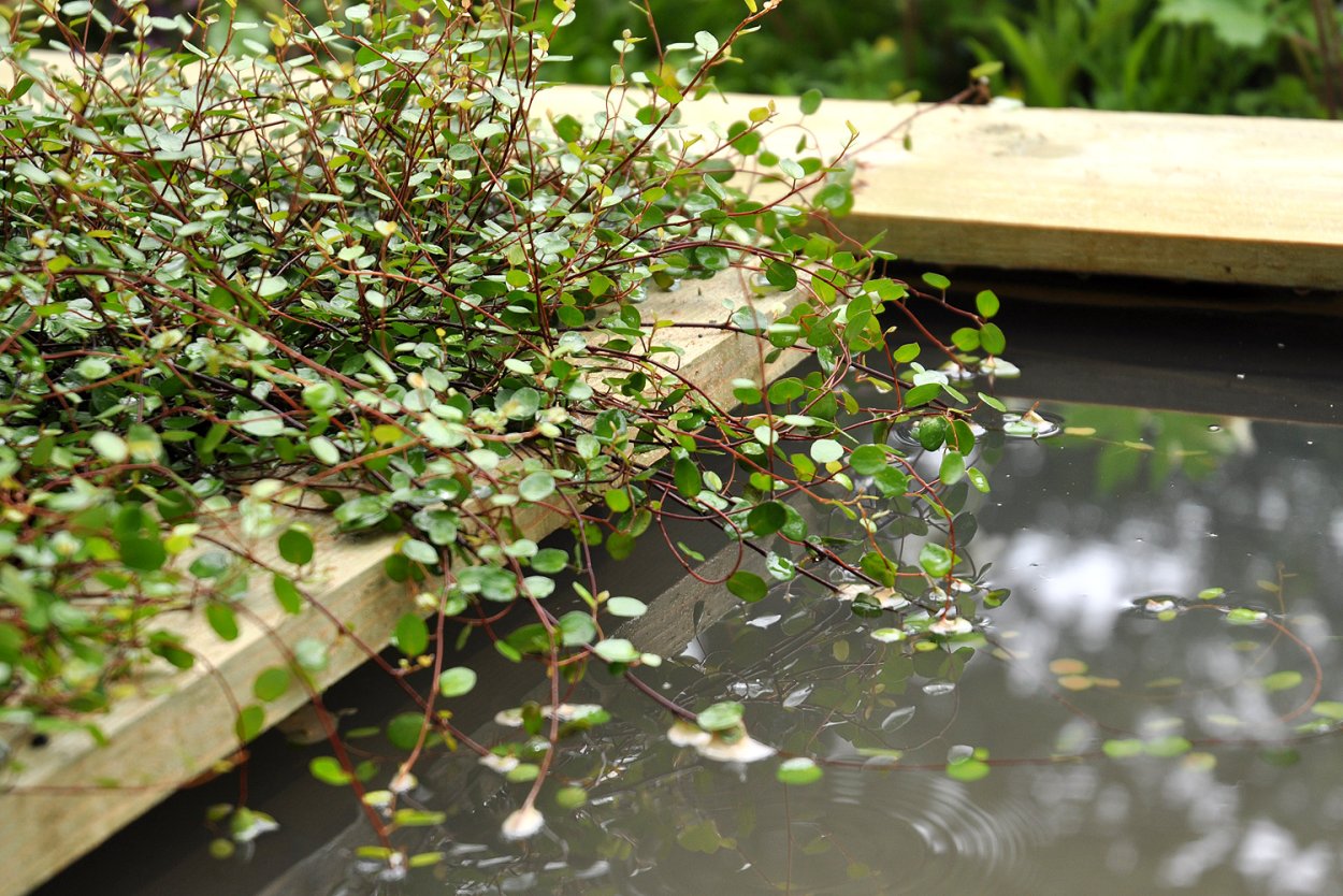 Цветы дихондра ампельная