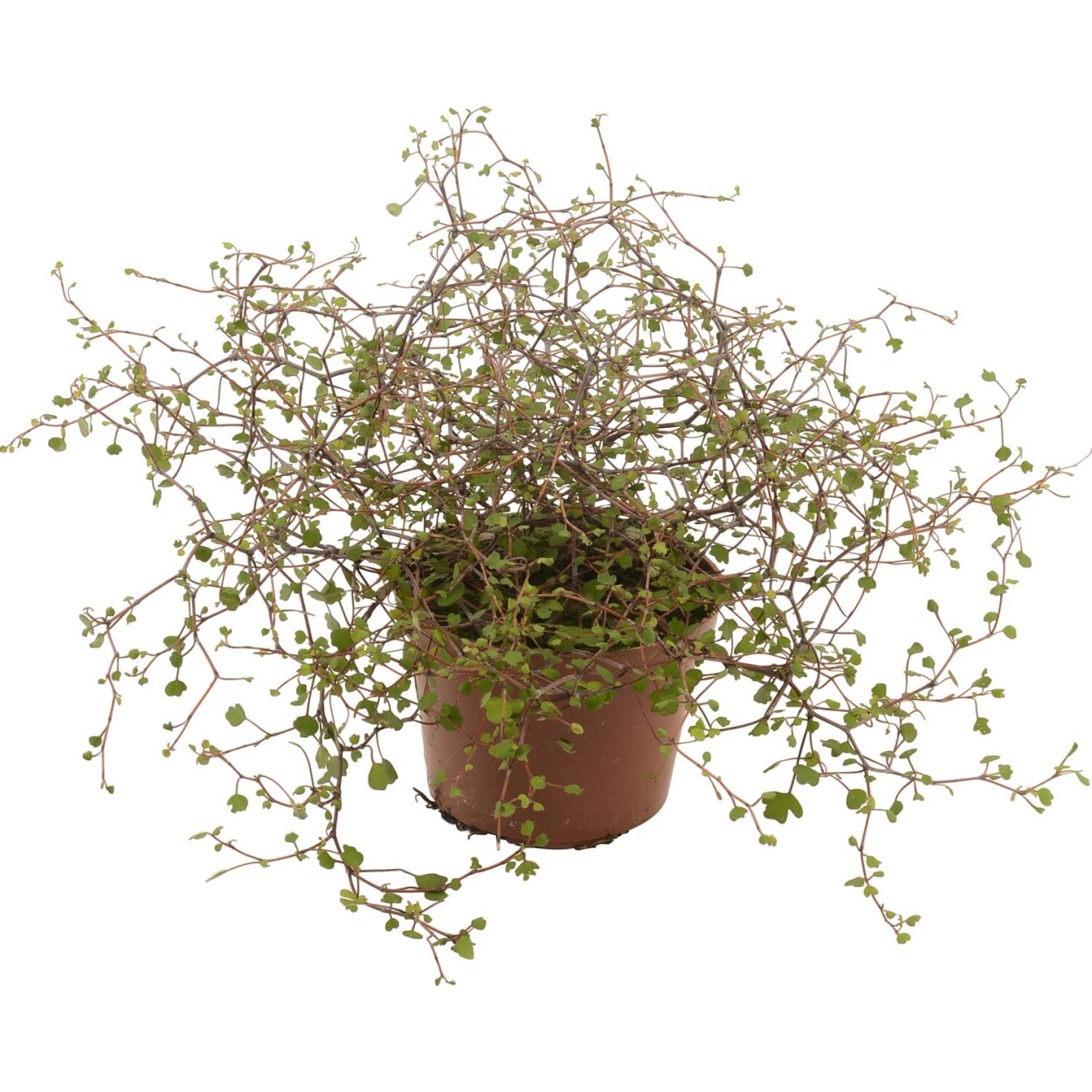 Мюленбекия ампельная