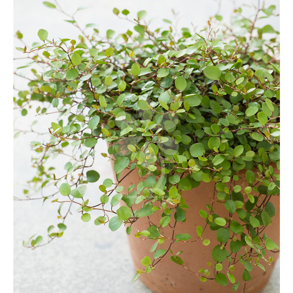 Мюленбекия вариегатная