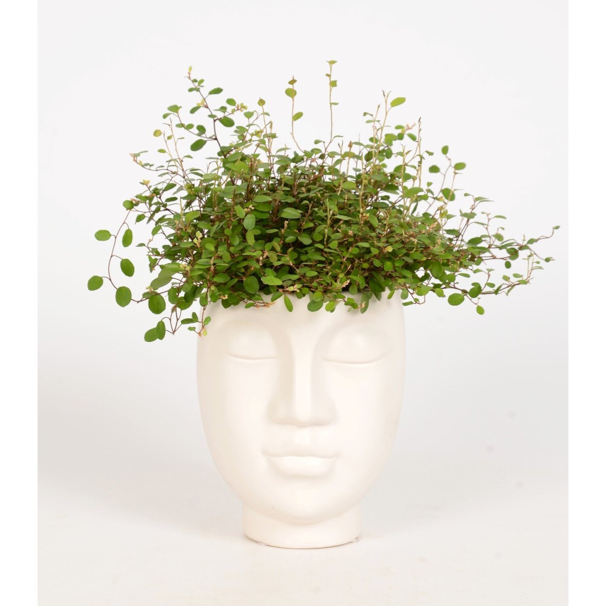 Мюленбекия засыхает