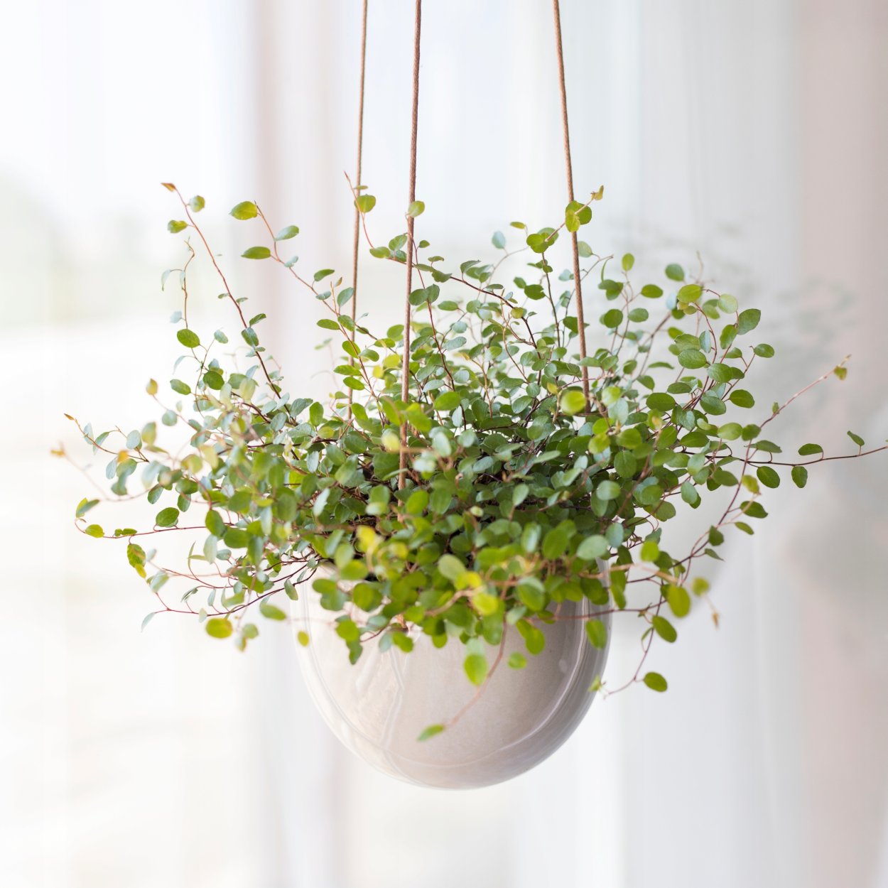 Мюленбекия Маори