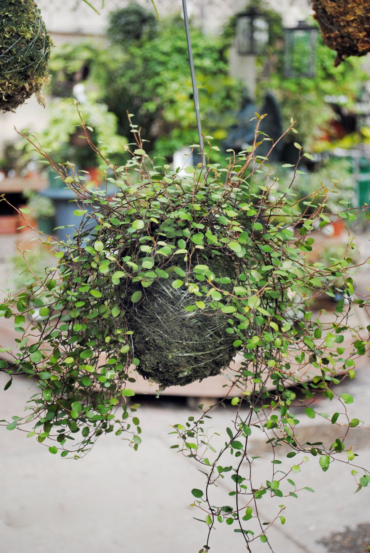 Мюленбекия плосковеточная