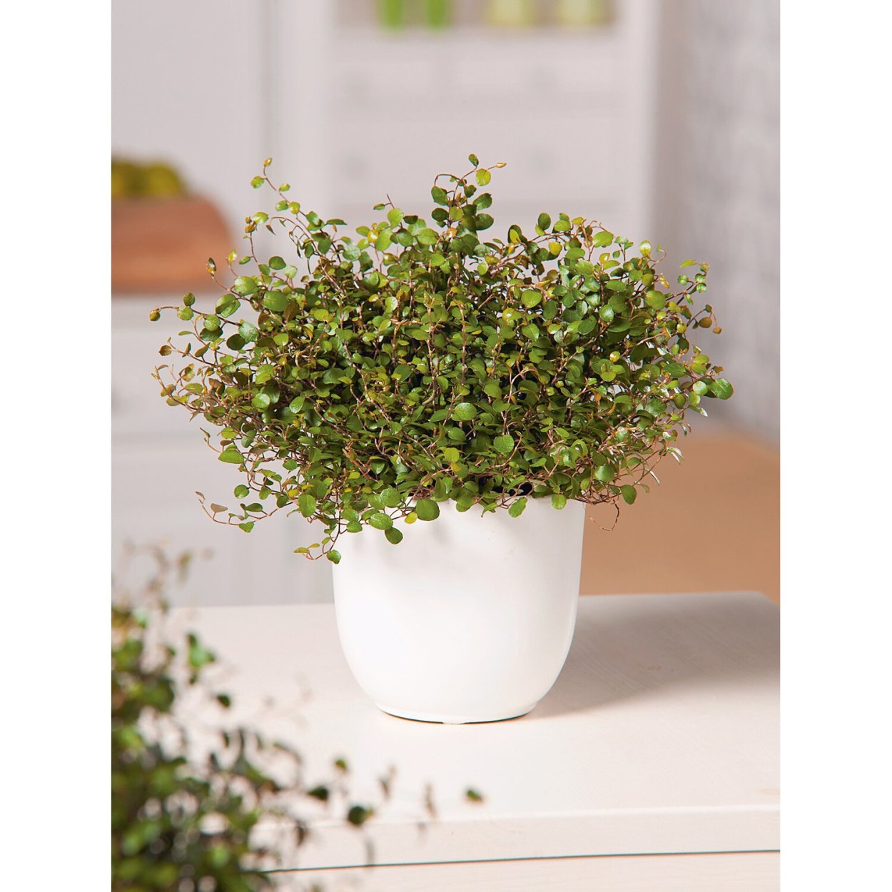 Пилея Ливанская