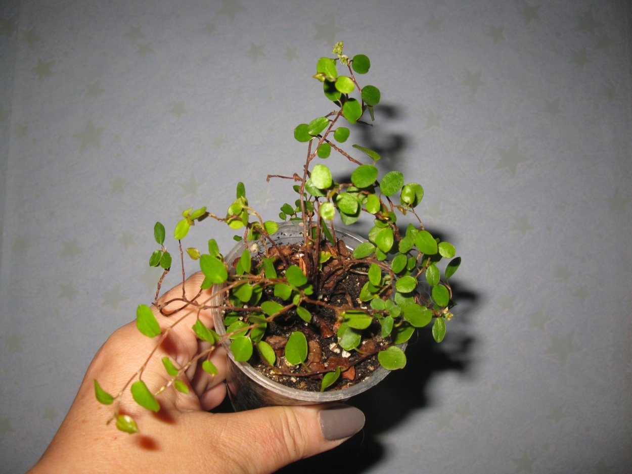 Мюленбекия ампельная