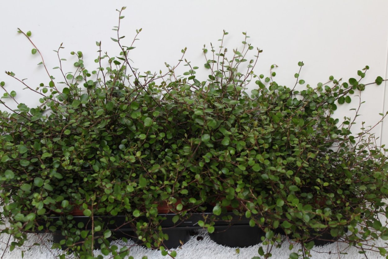 Дисхидия ампельная