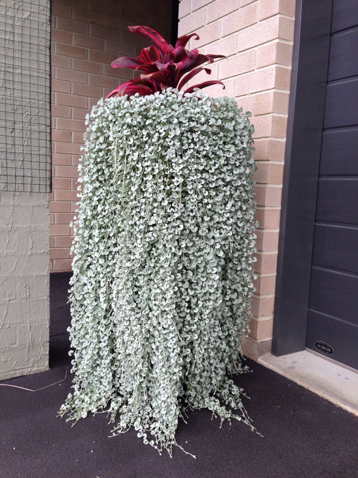 Мюленбекия ампельная