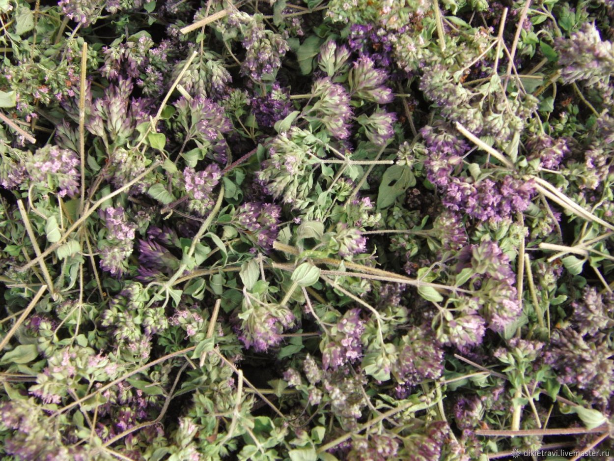 Origanum Majorana (майоран)