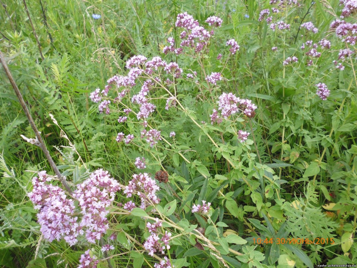 Душица обыкновенная и мята