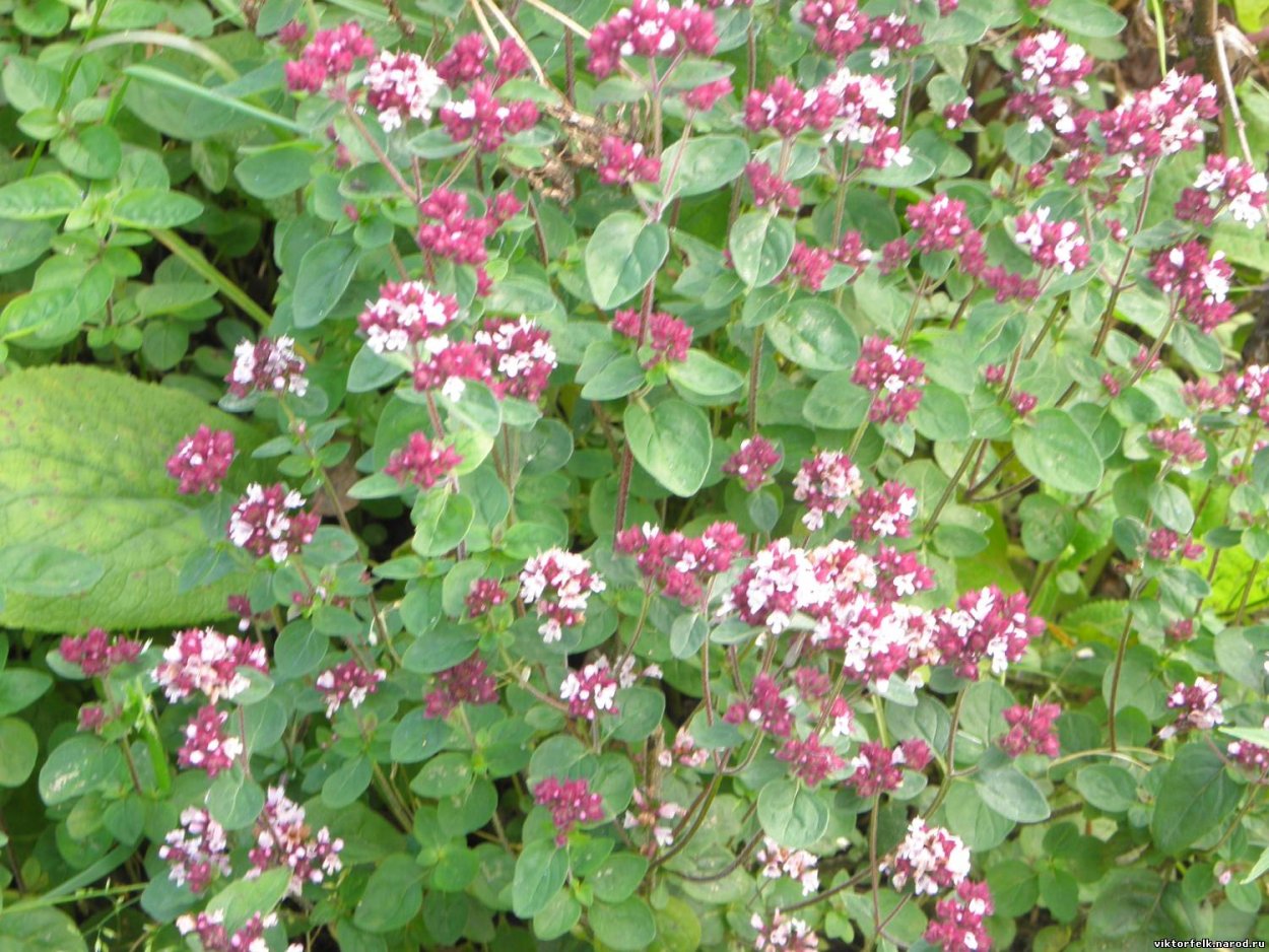 Лесная мята душица