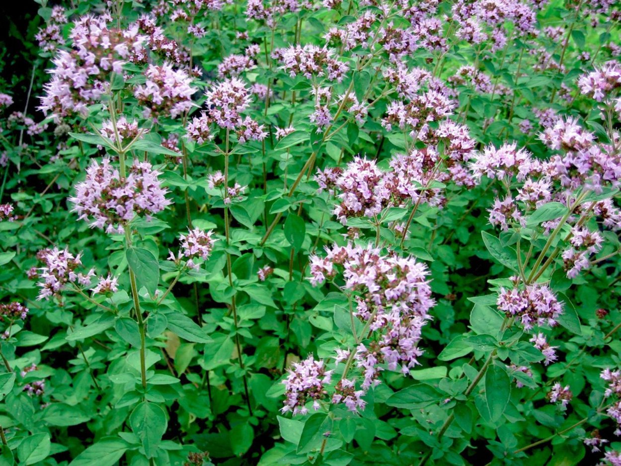 Душица обыкновенная и мята