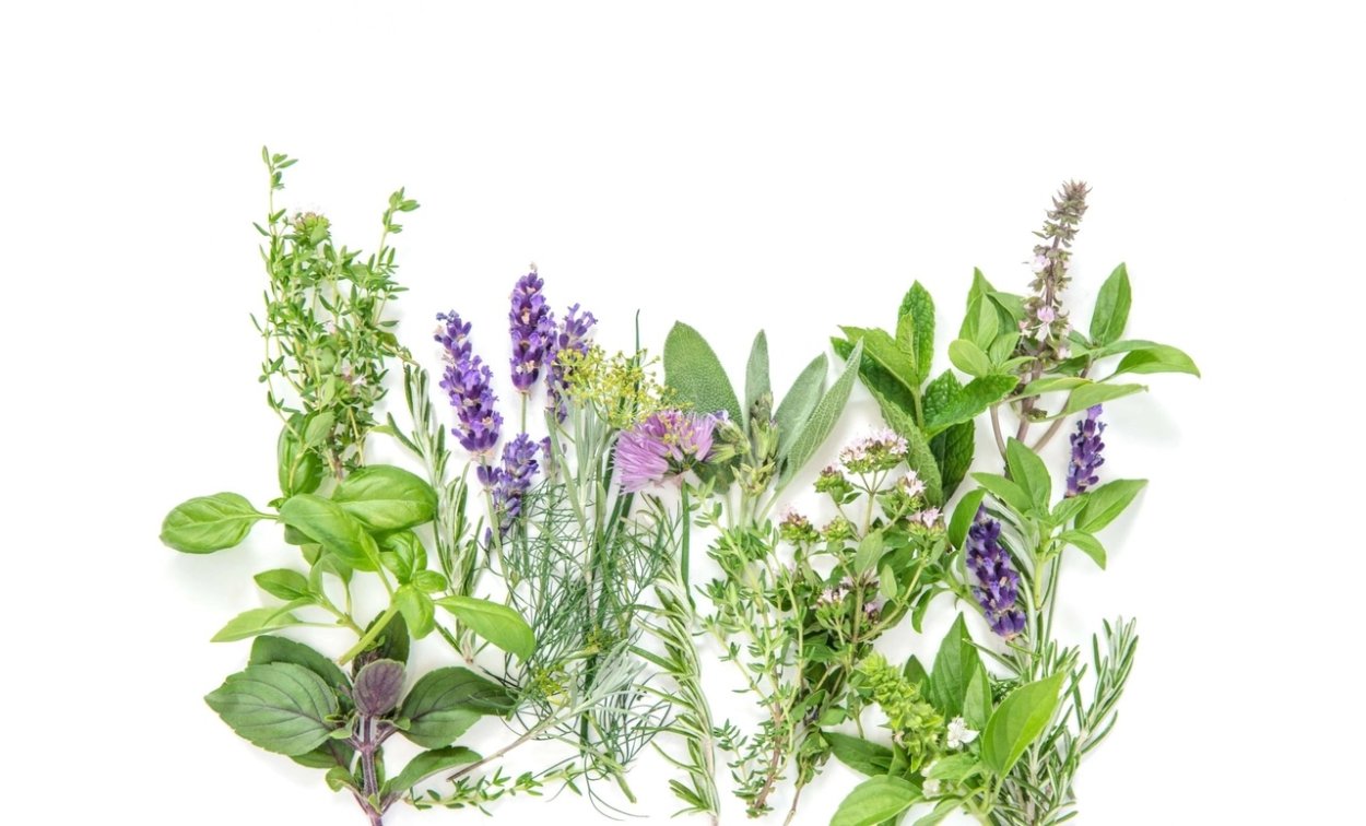 Душица акварель