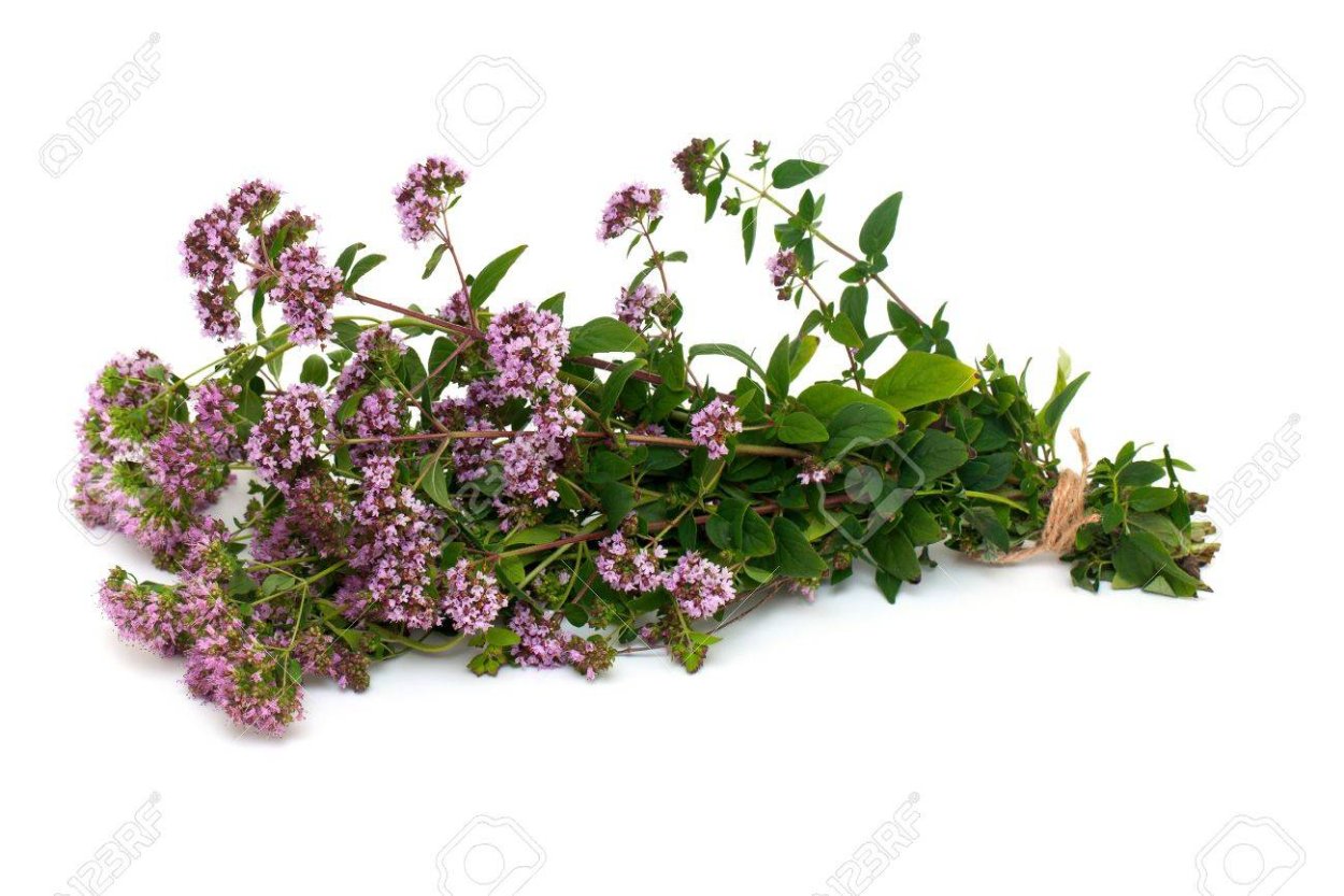 Ромашка чабрец шалфей