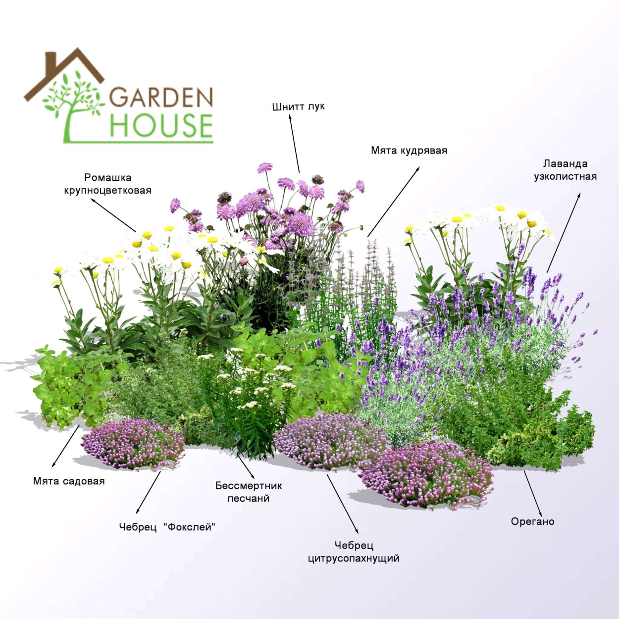 Чабрец лекарство