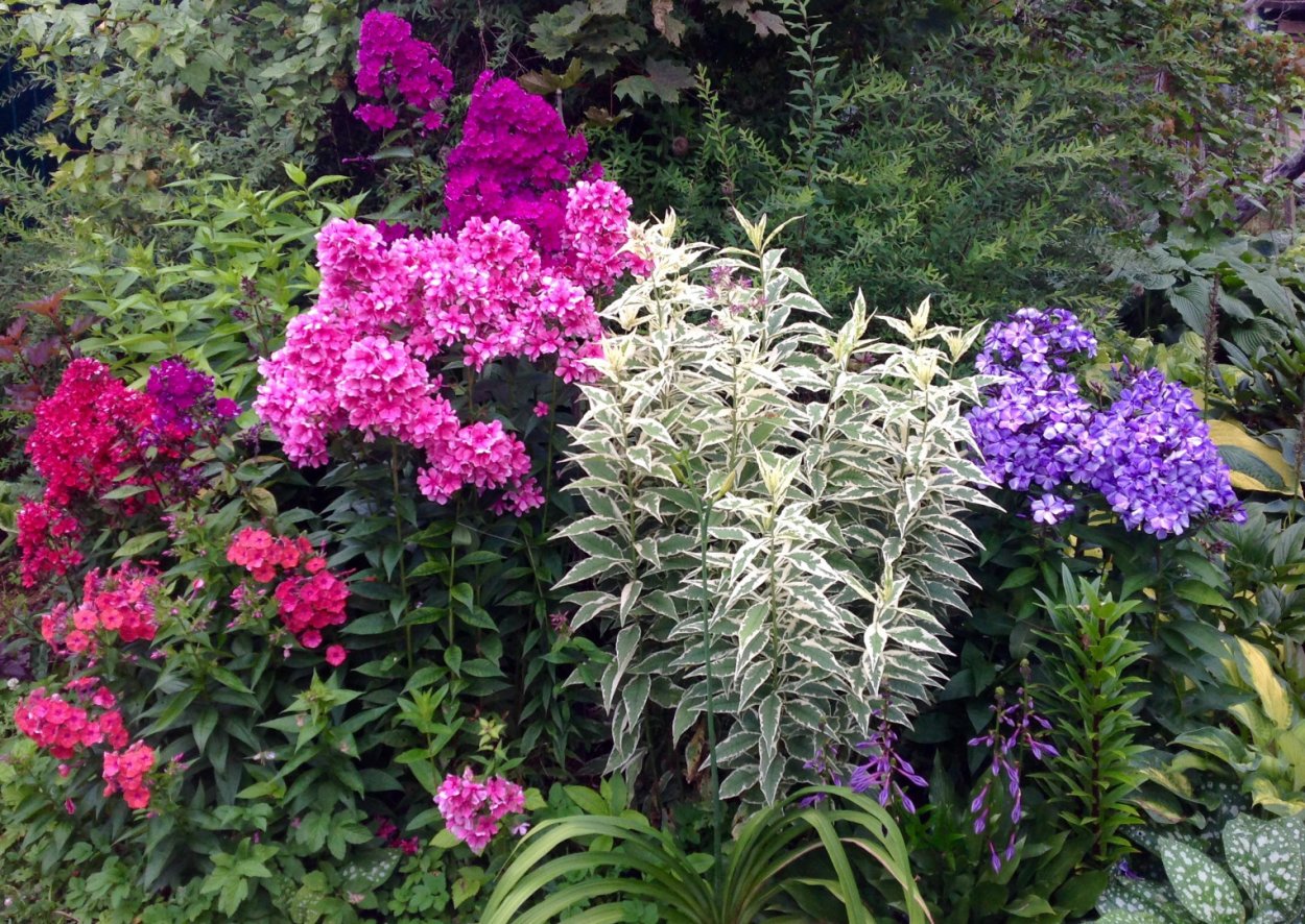 Астильба и Флоксы