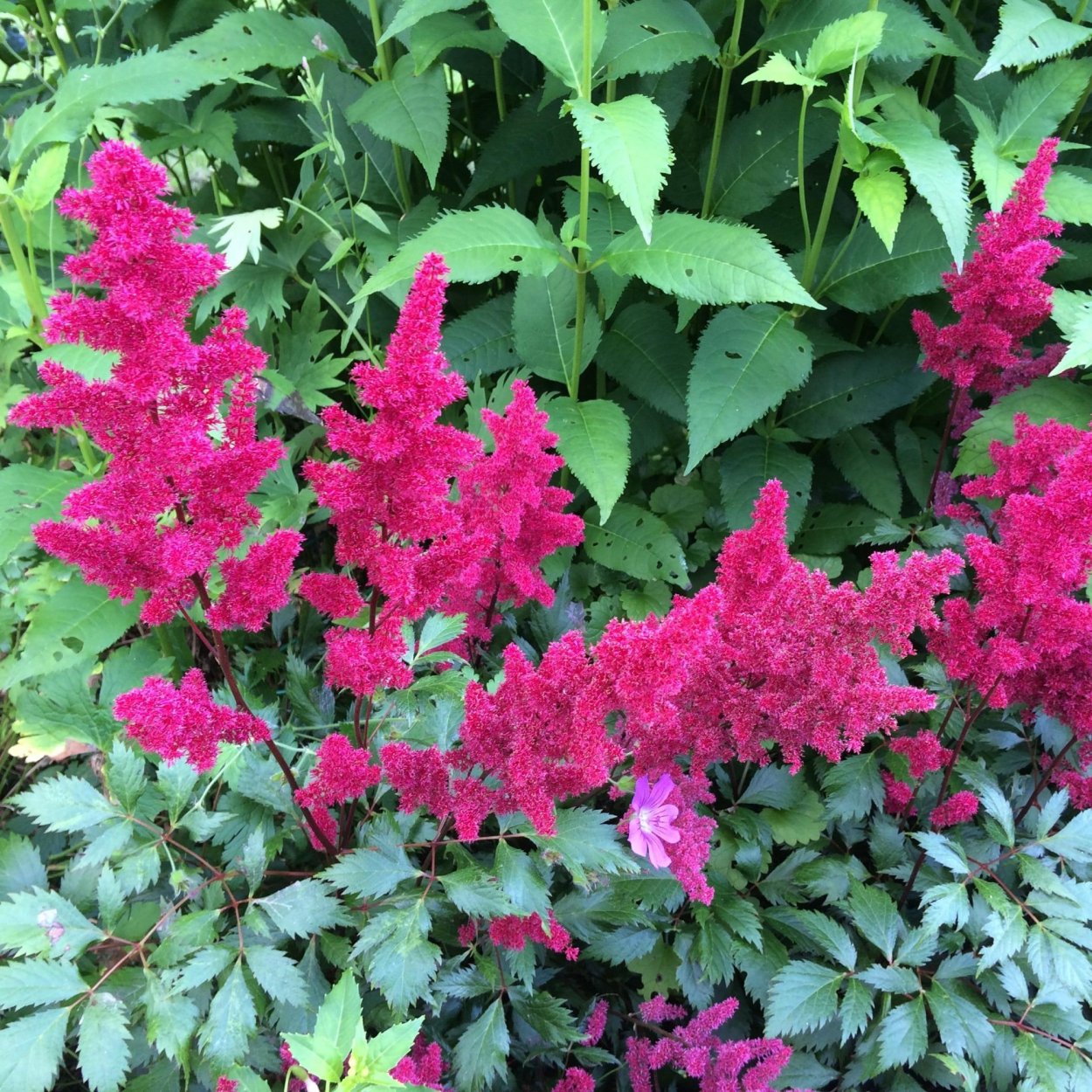 Астильба Арендса 'Spinell'