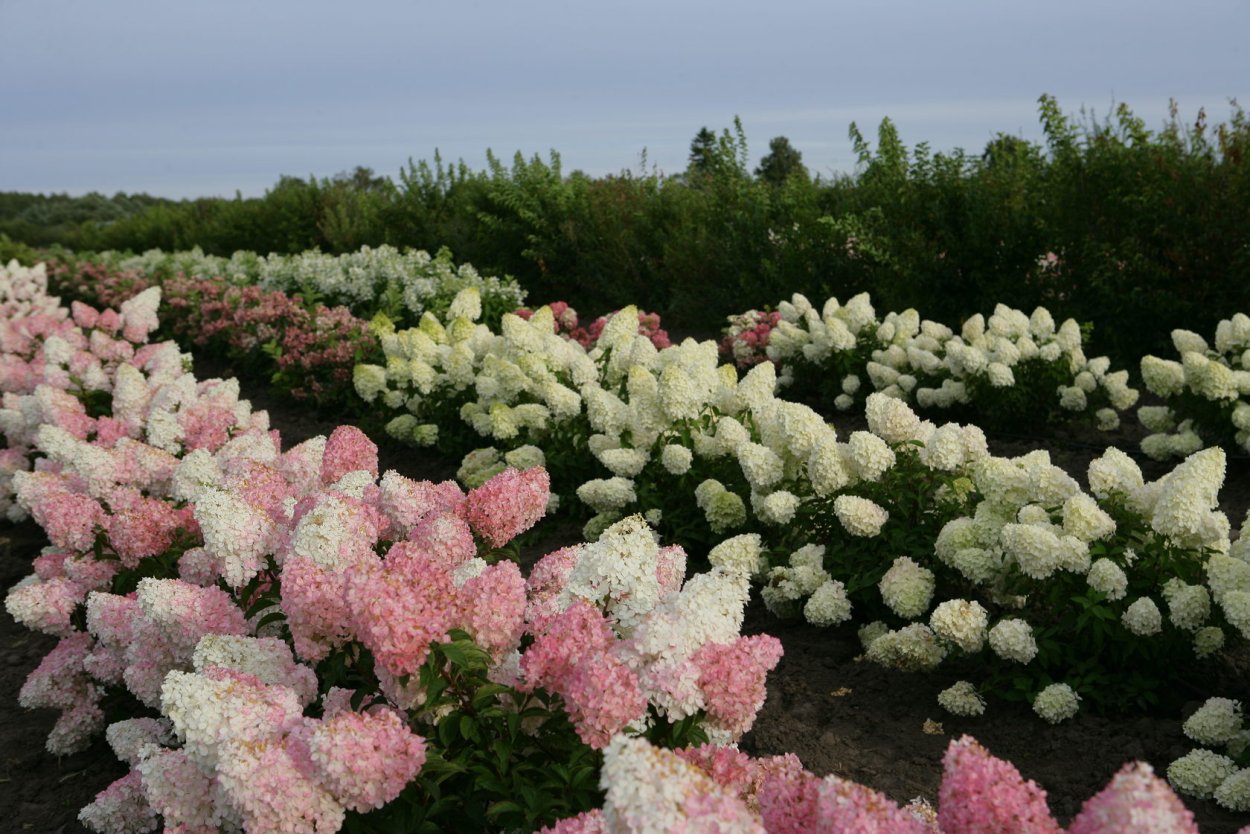 Гортензия метельчатая Фрайз Мельба