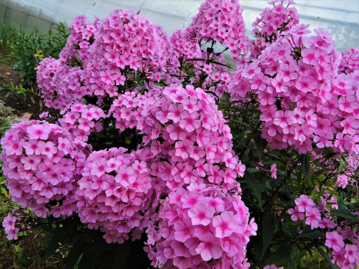 Флокс метельчатый Мисс Пеппер