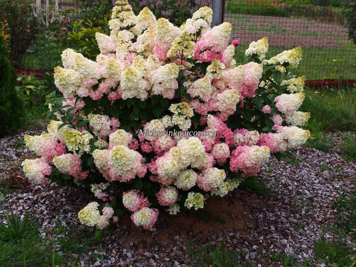 Гортензия метельчатая Фантом изгородь