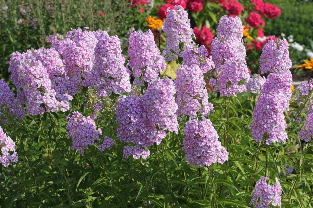 Флокс пятнистый Наташа