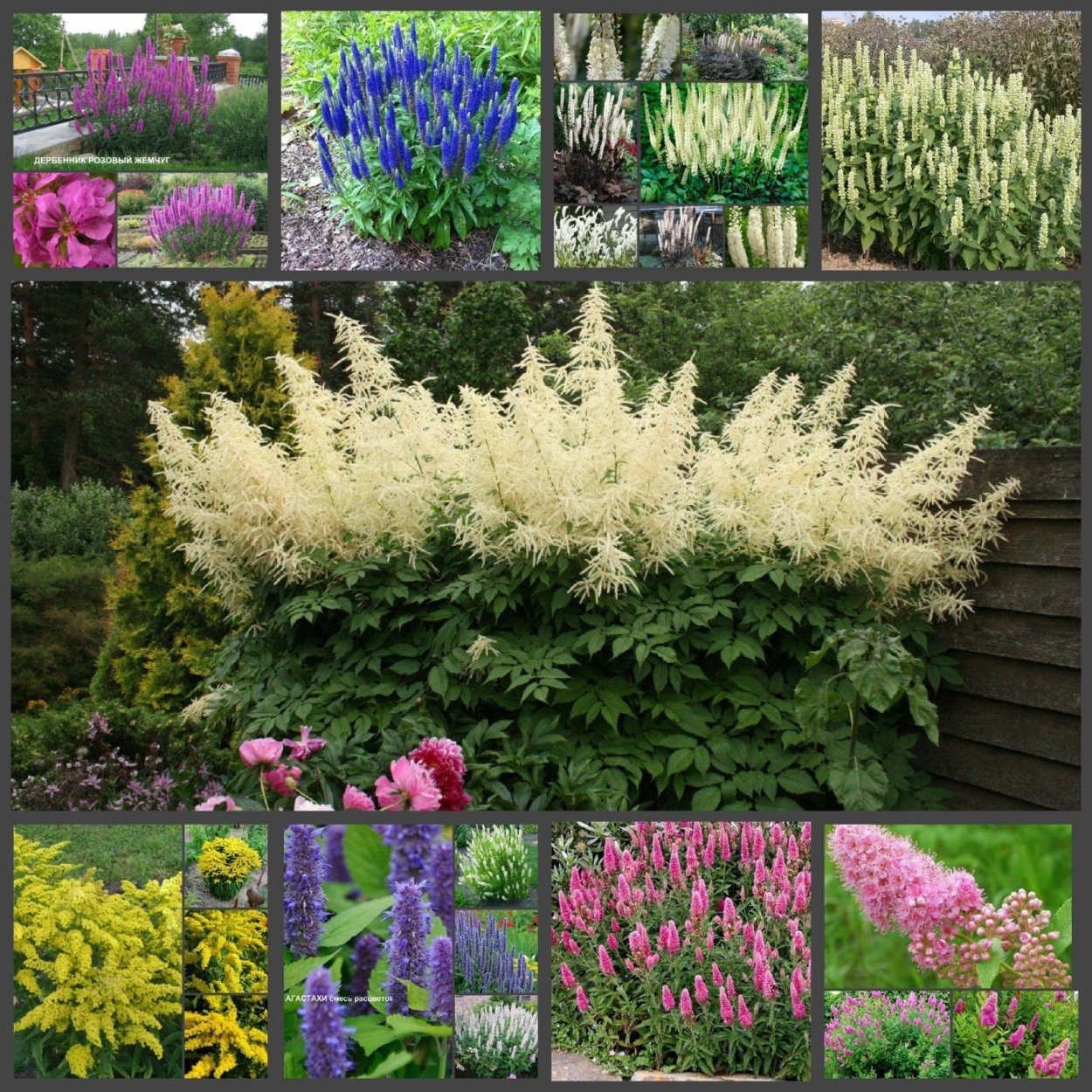 Целозия перистая в клумбах