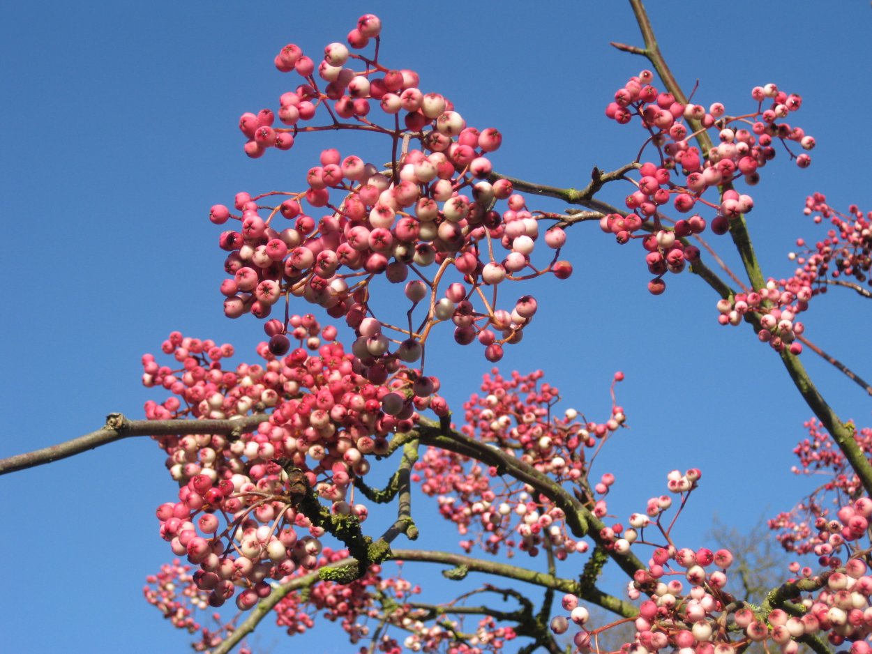 Sorbus Pink Veil