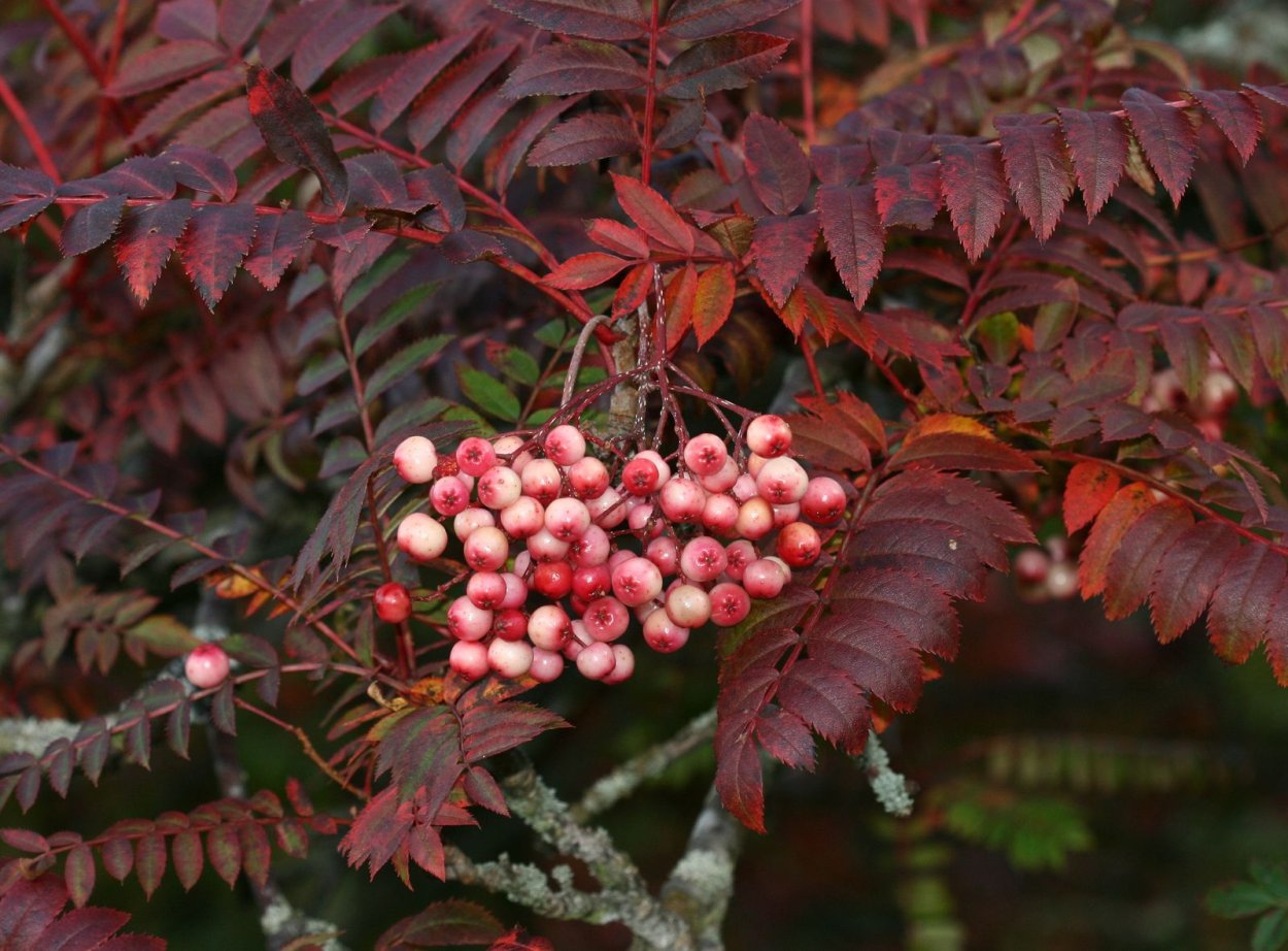 Sorbus vilmorinii