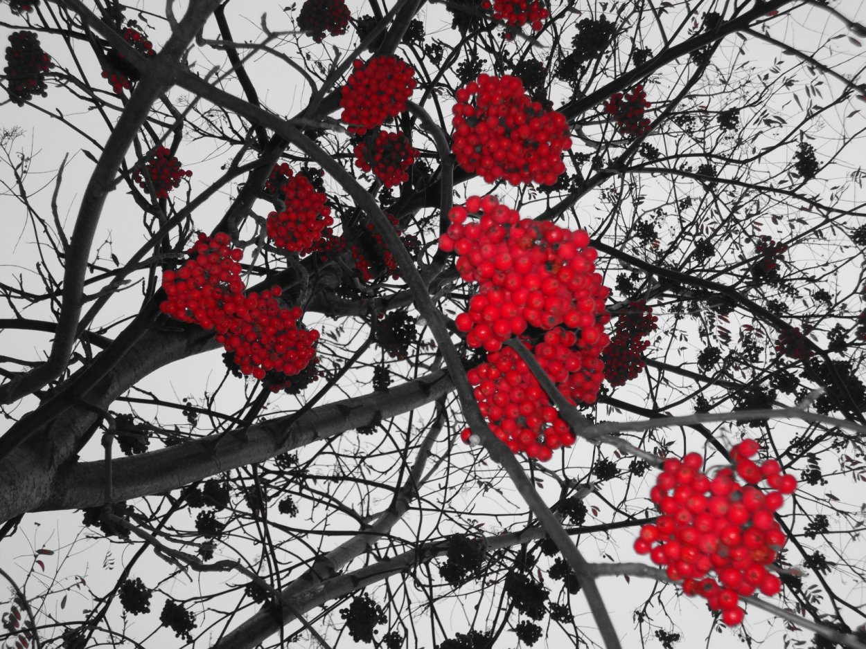 Рябина обыкновенная Гранатная