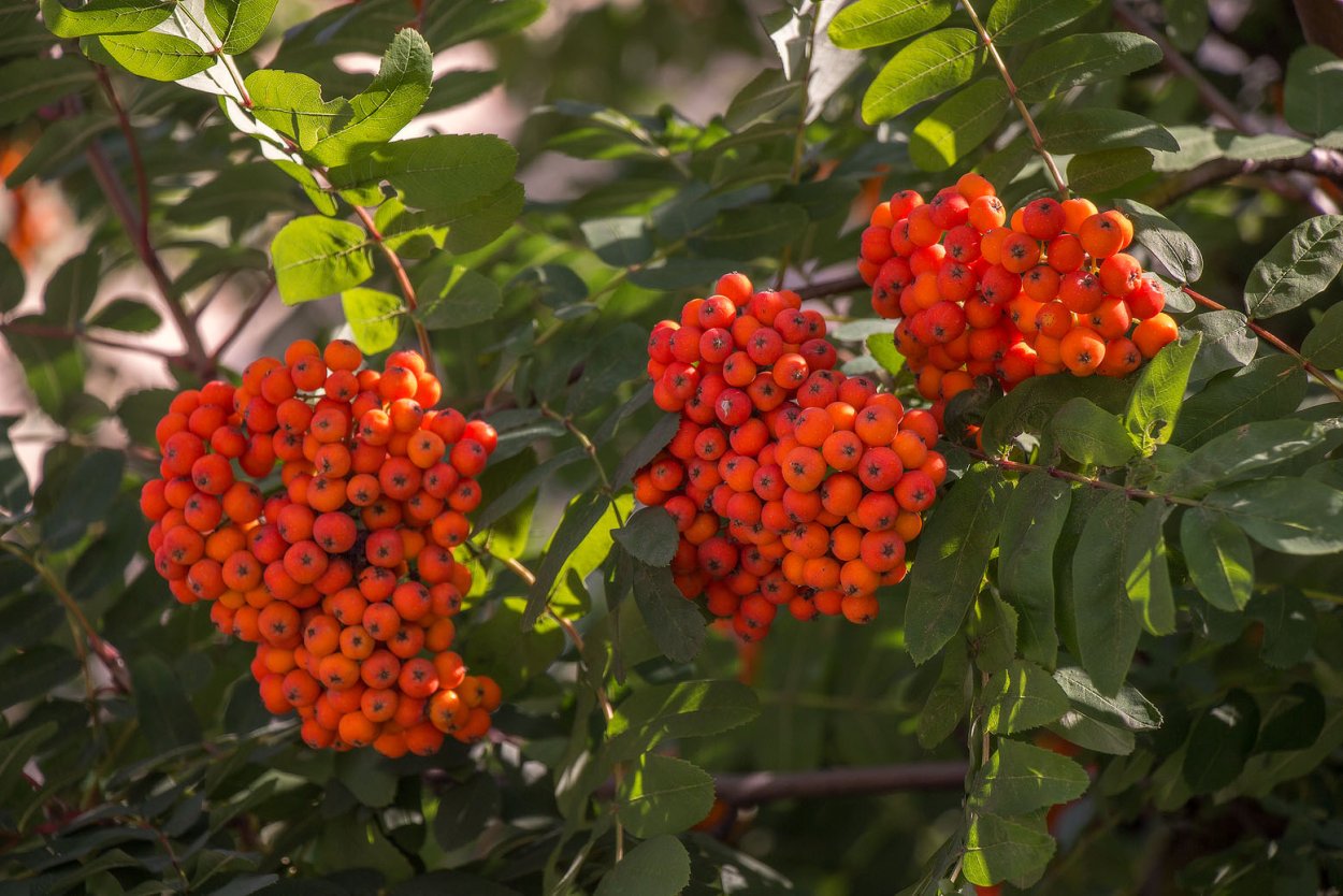 Рябина обыкновенная Орандж