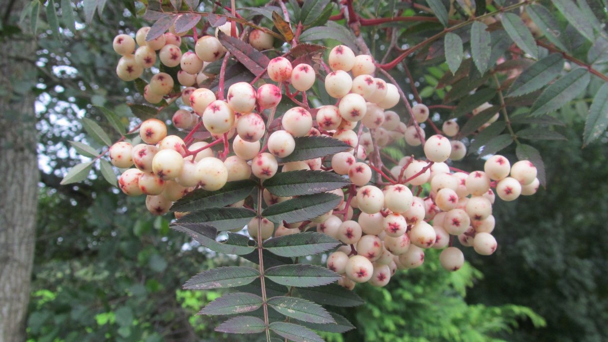 Рябина Арнольда 'Kirsten Pink'