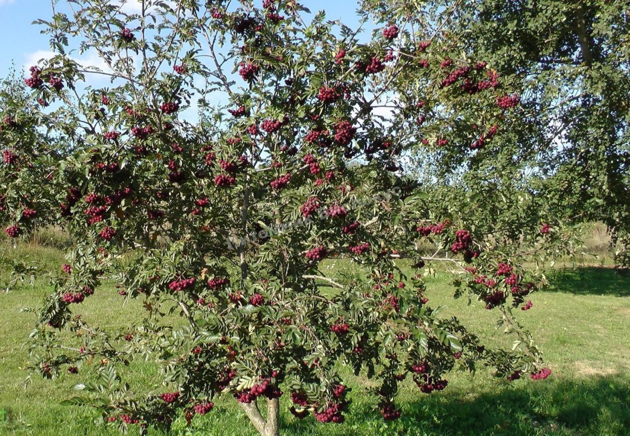 Плакучая штамбовая роза