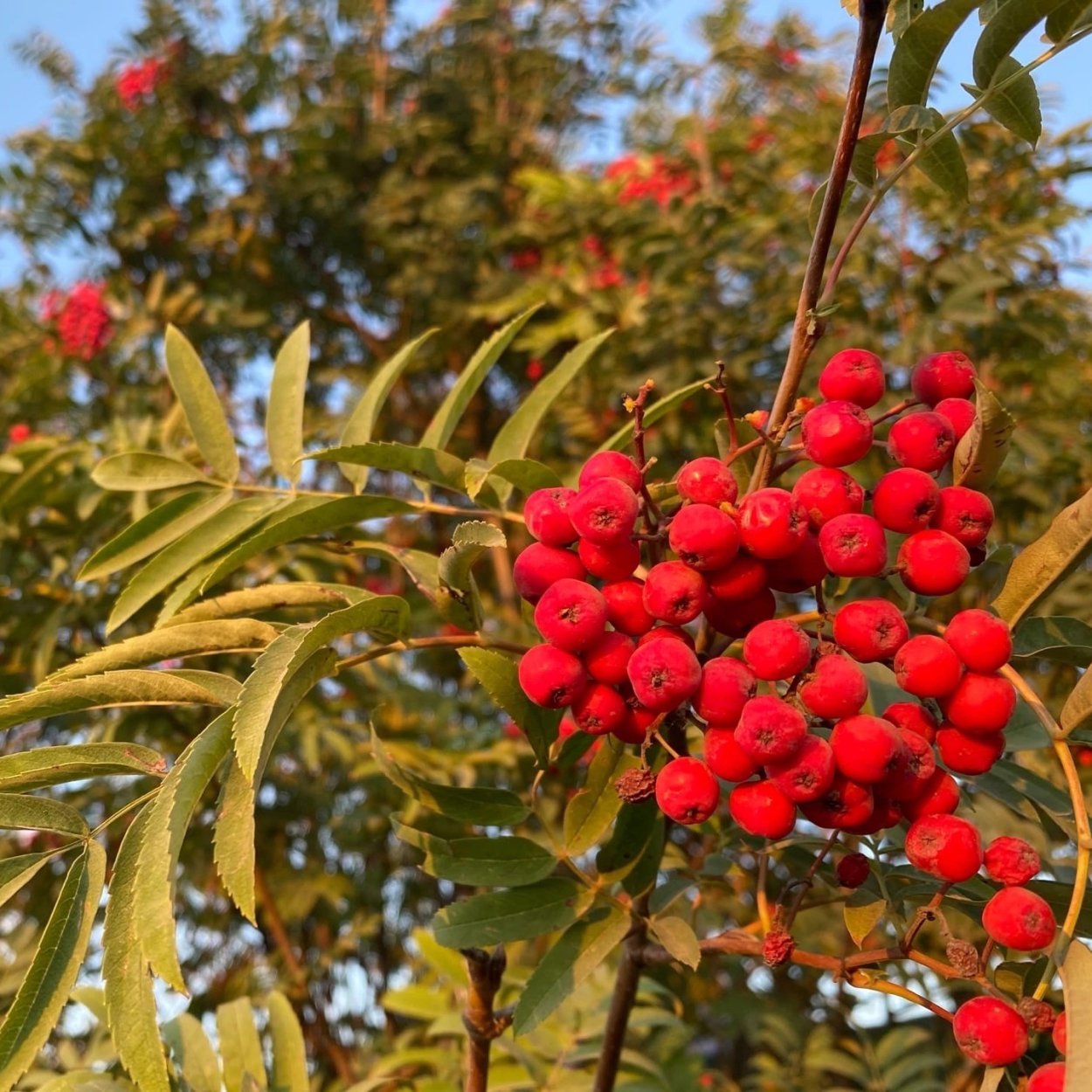 Рябина Невежинская