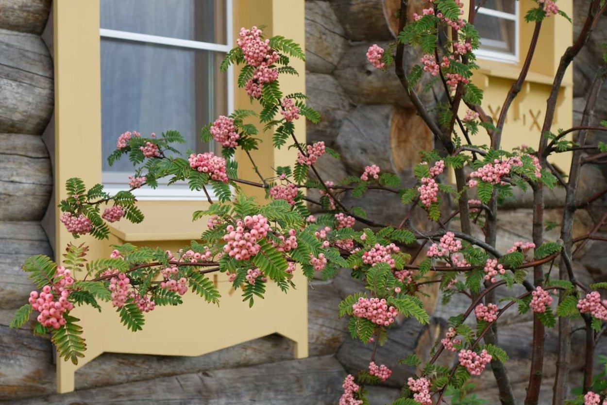 Рябина декоративная "Пинк Вейл