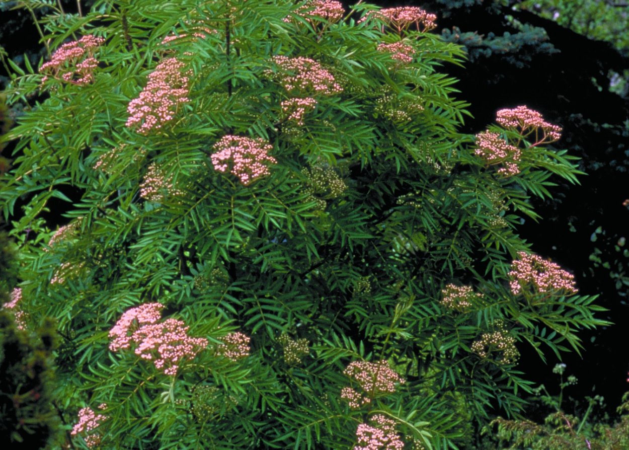 Рябина обыкновенная 'Dodong'