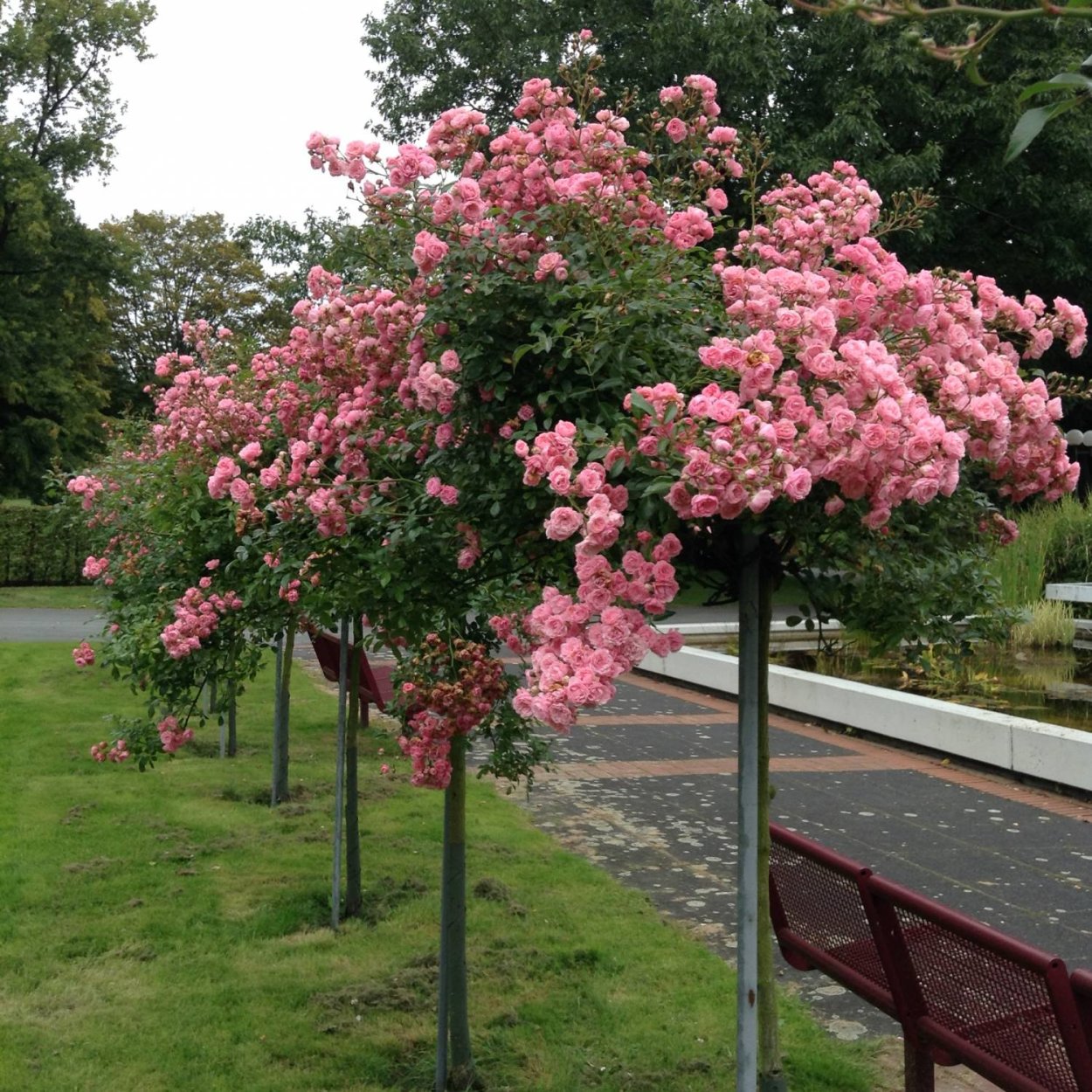 Роза штамбовая Майсур