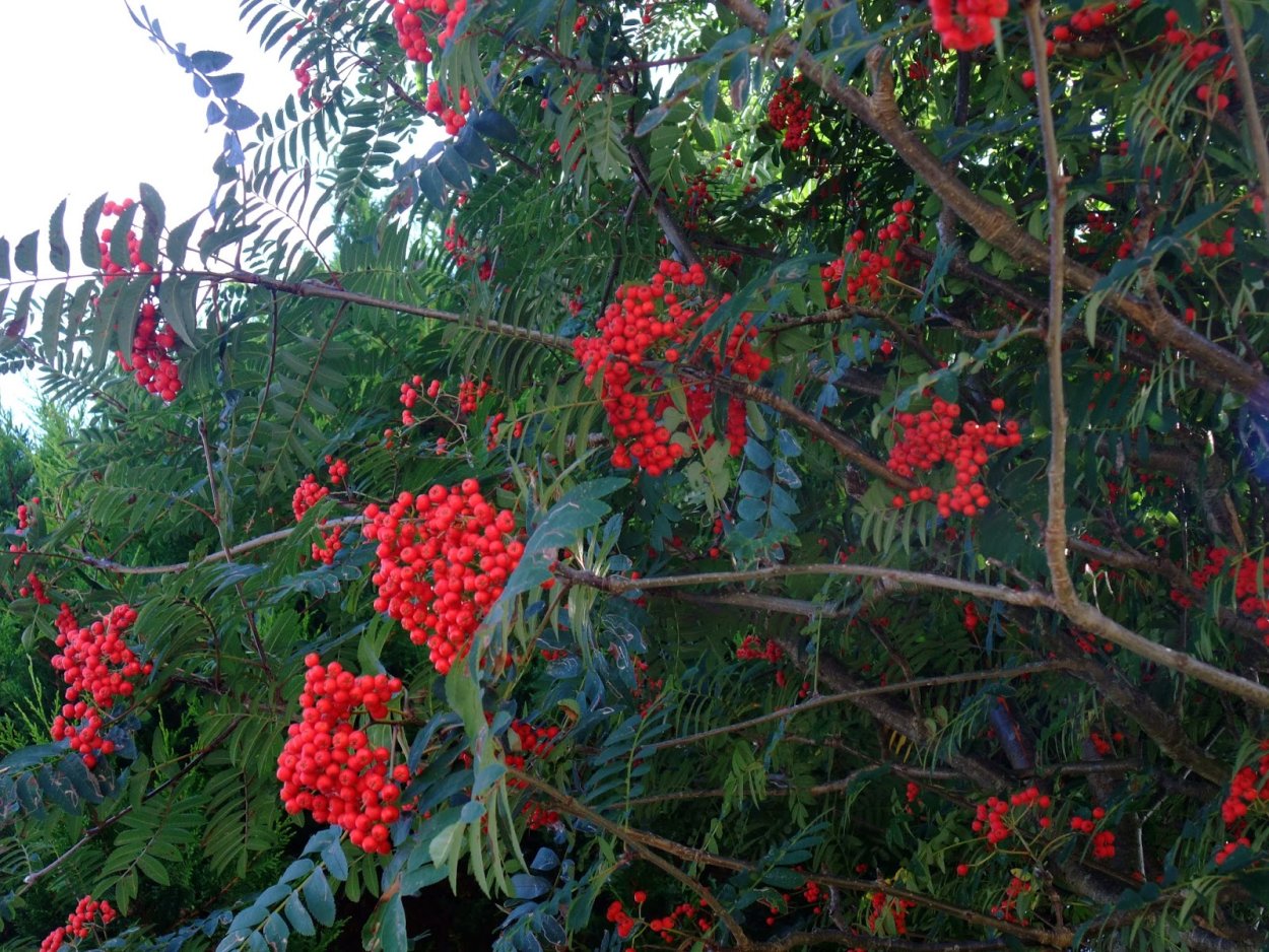 Рябина широколистная