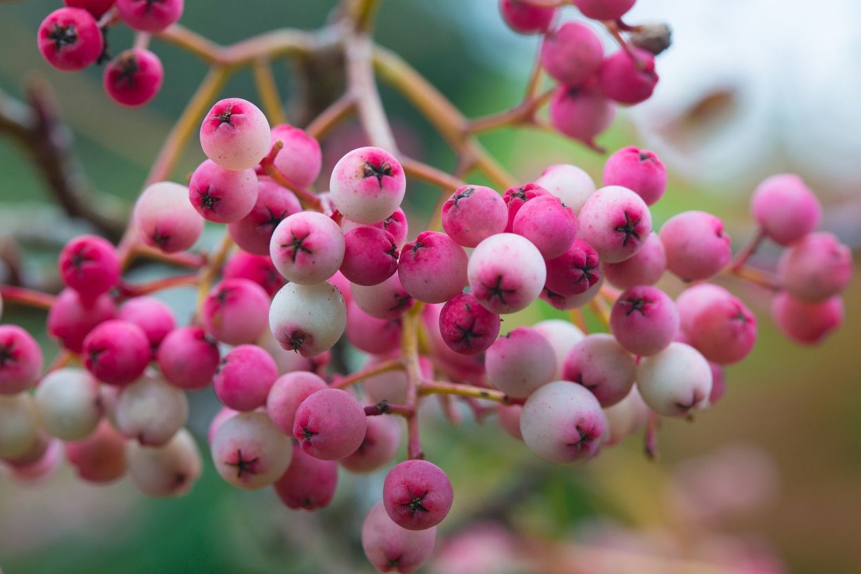 Sorbus arnoldiana Kirsten Pink