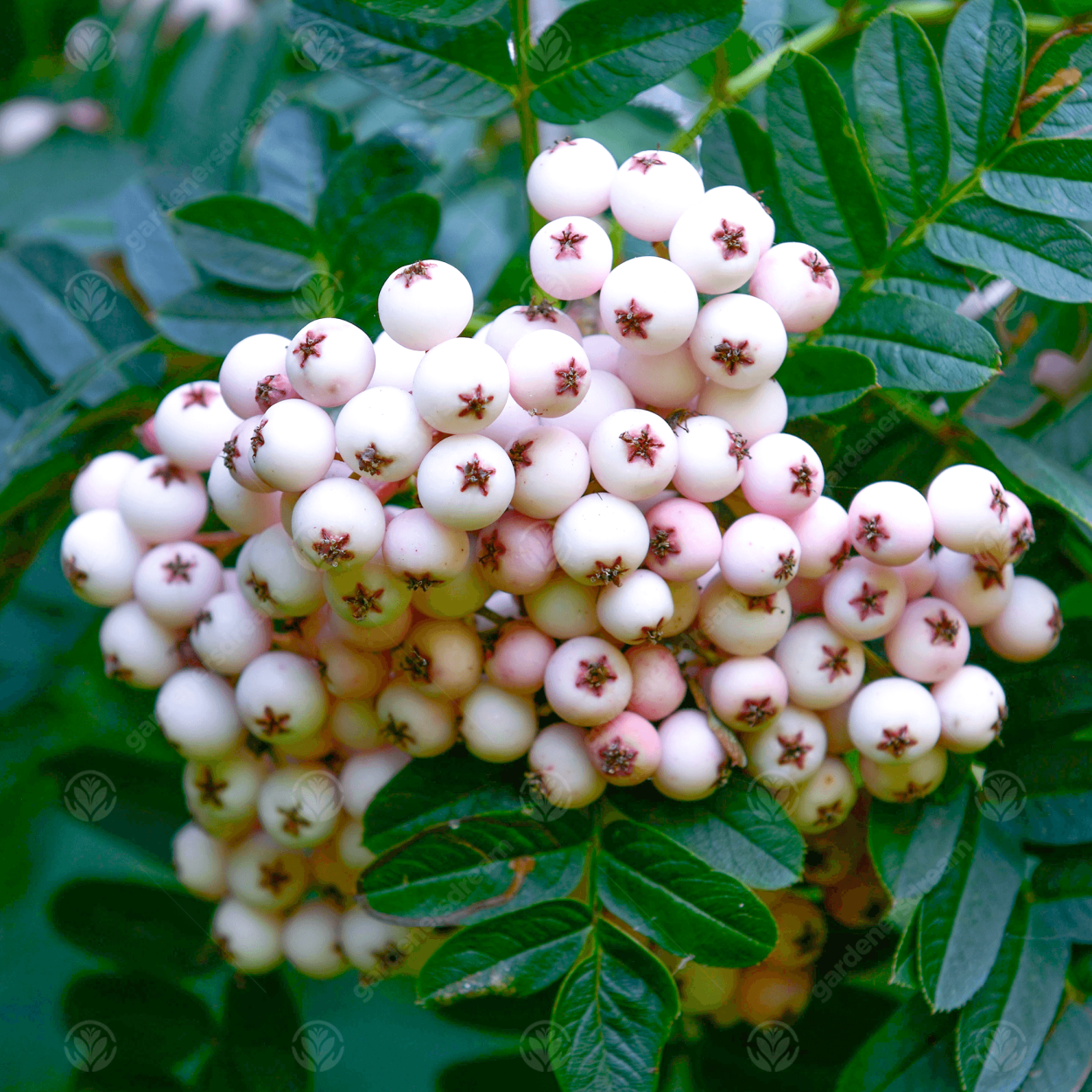 Рябина Невежинская