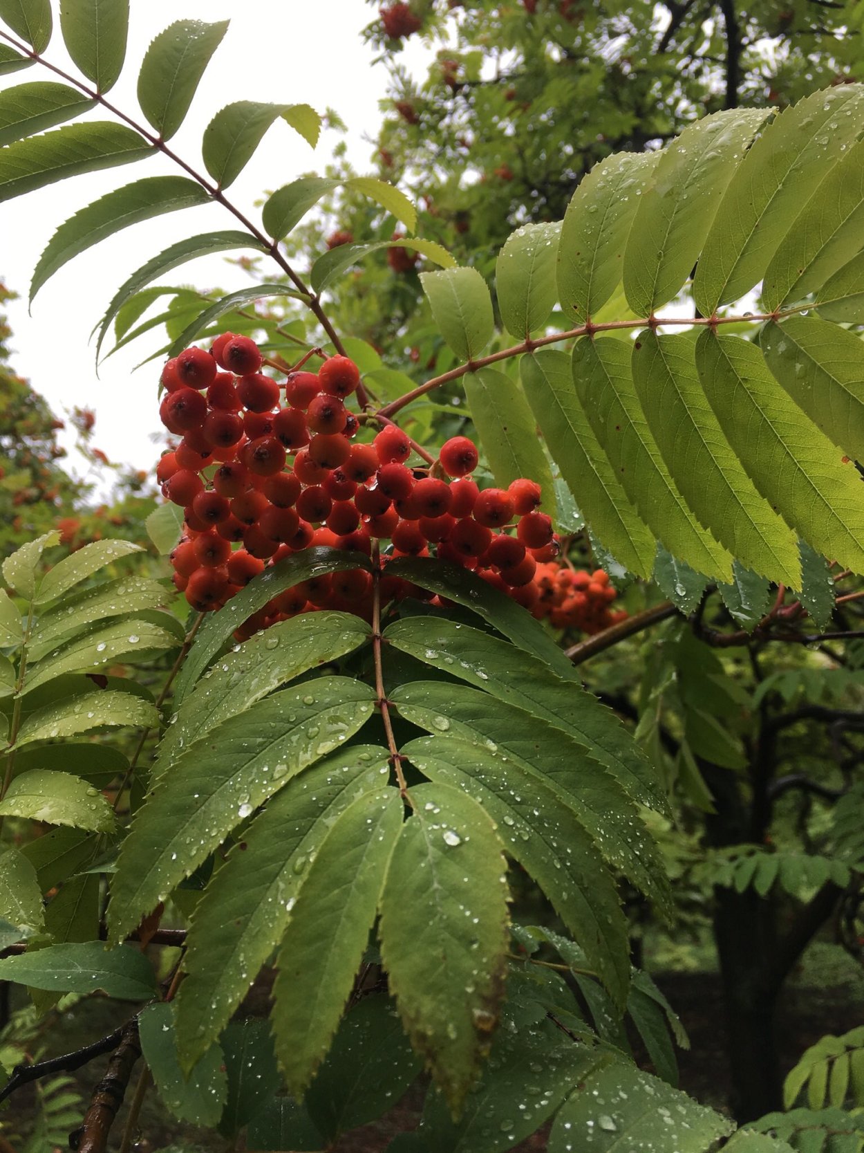 Рябина обыкновенная "Аспленифолия"