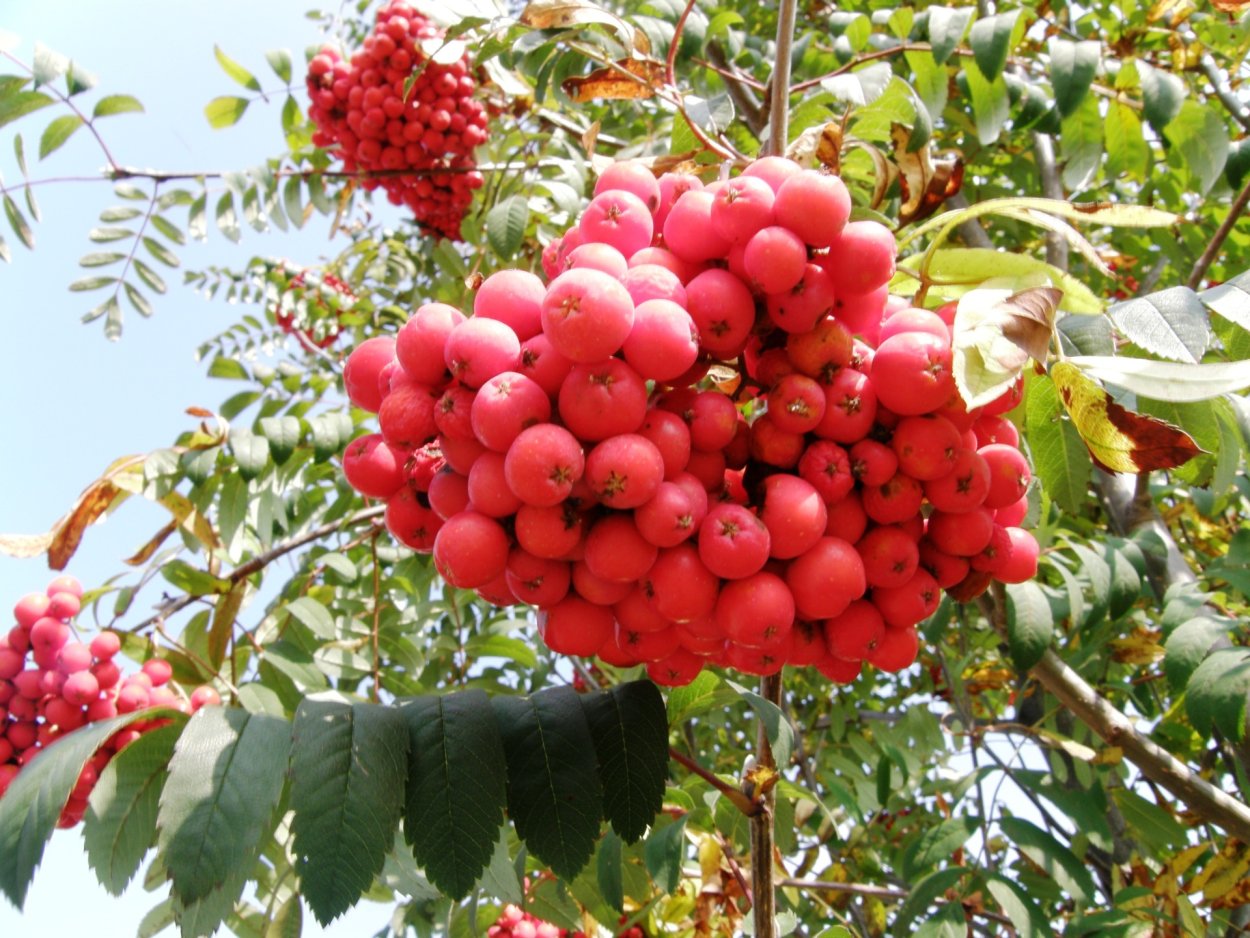 Рябина обыкновенная "Вефед"