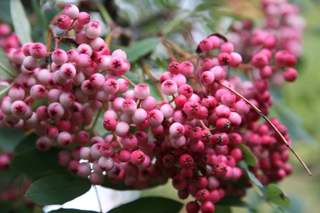 Рябина Пинк Вильморена