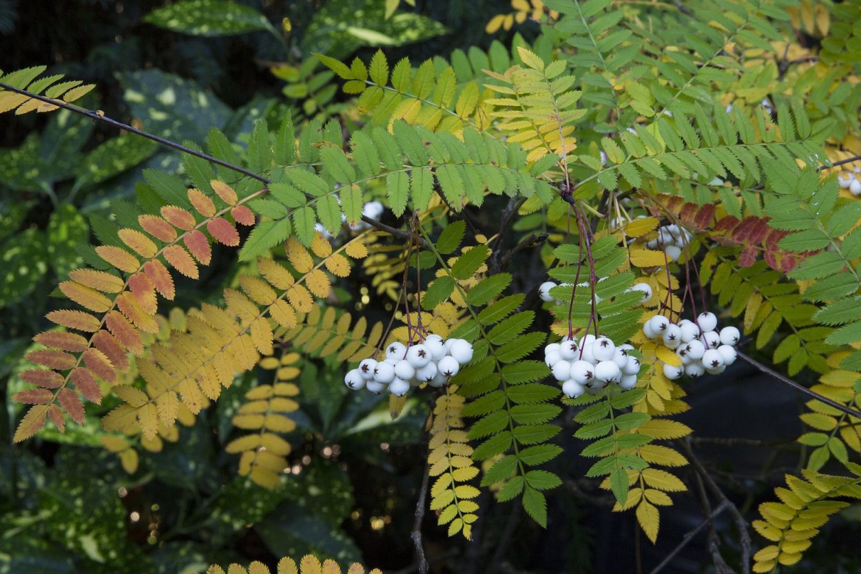 Рябина кашмирская