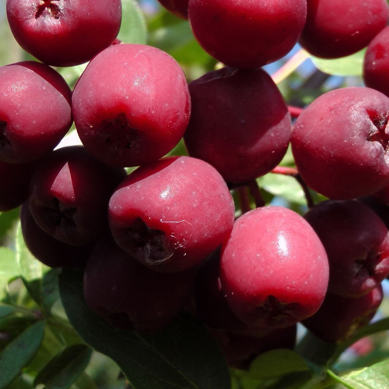 Рябина Моравская