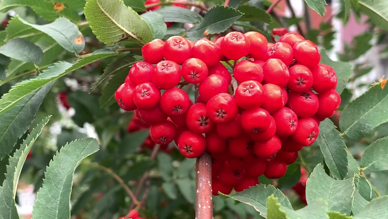 Рябина дерево