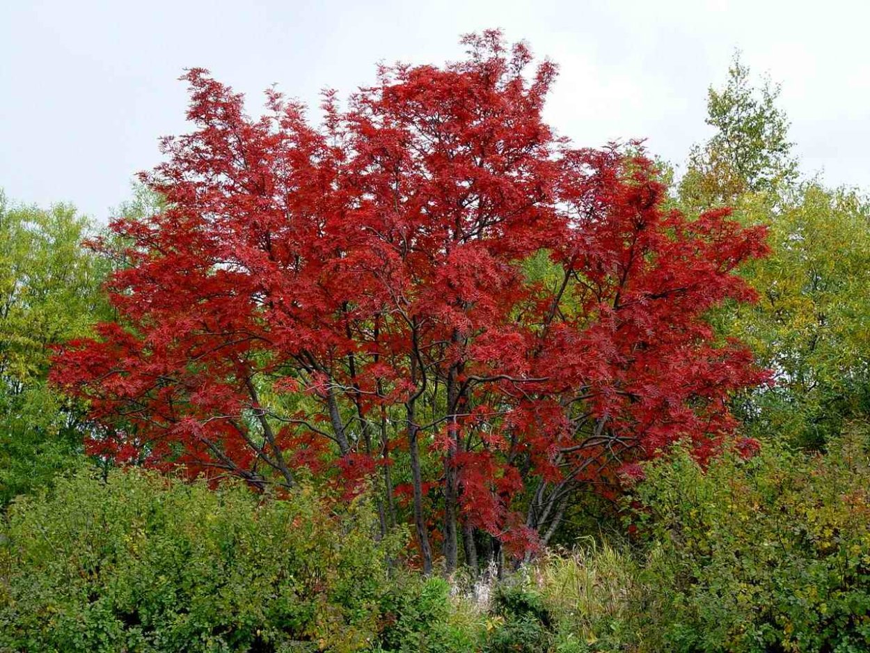 Рябина сорт Гранатная