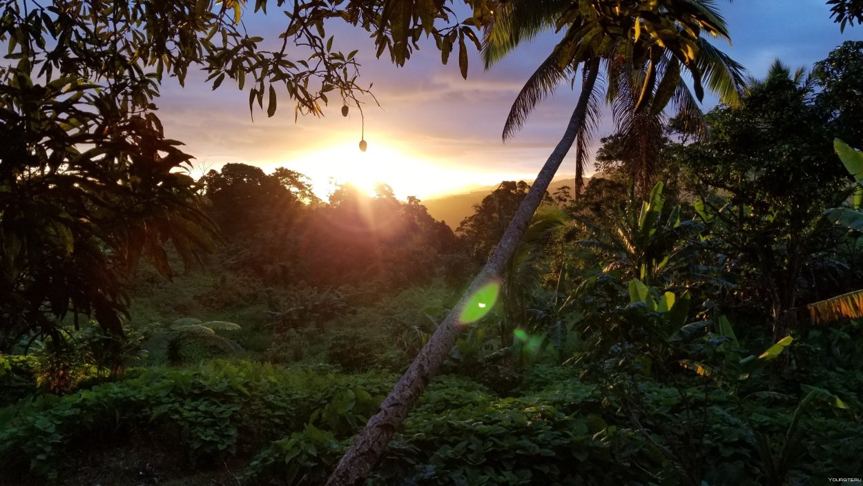 Джунгли абстракция