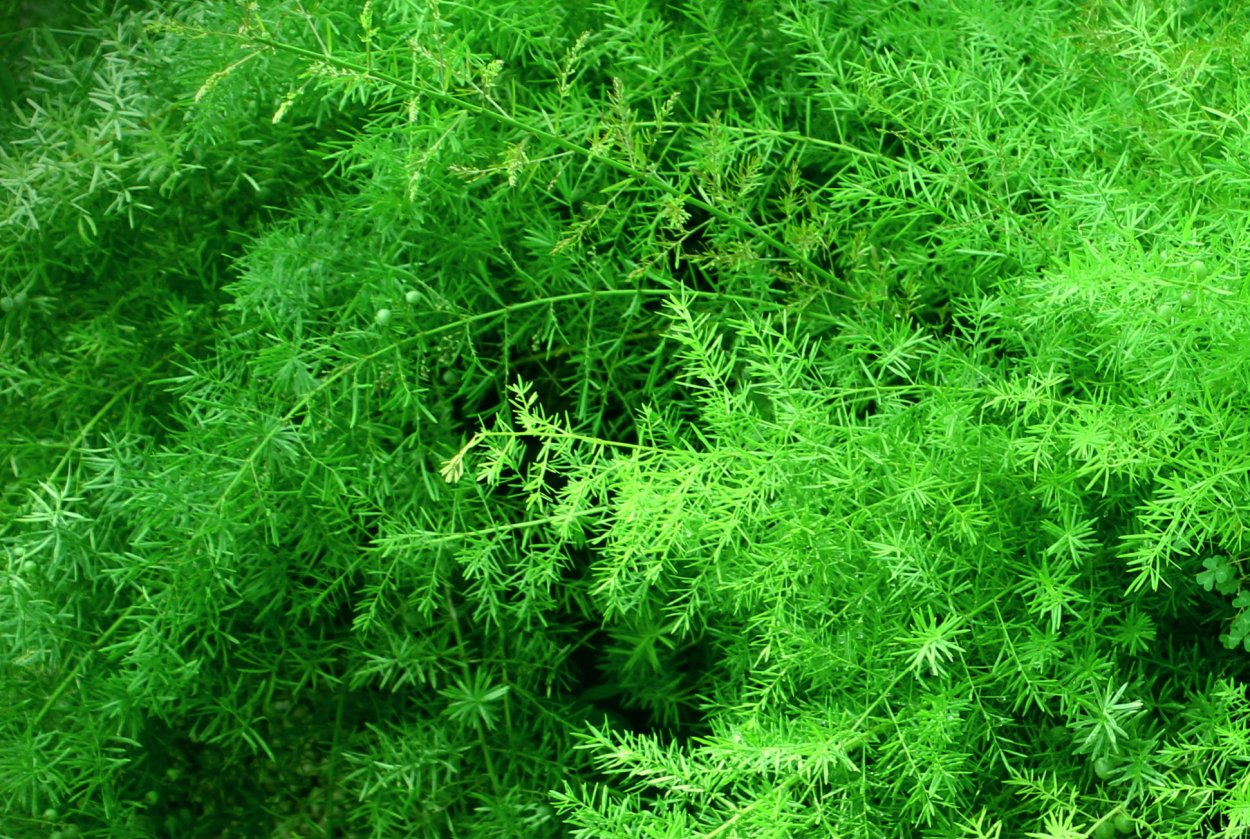 Аспарагус (спаржа) Бэклим