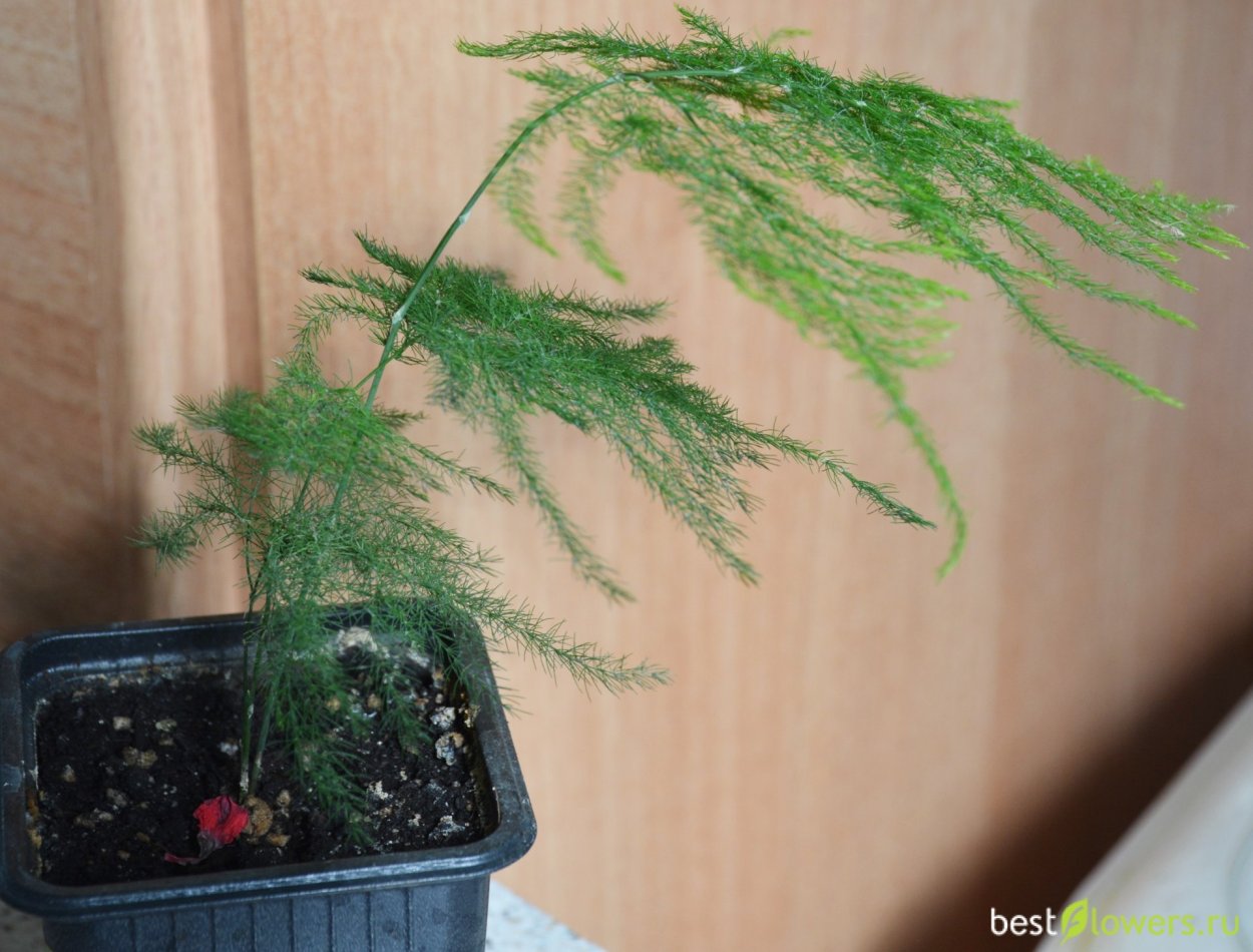 Аспарагус Шпренгера