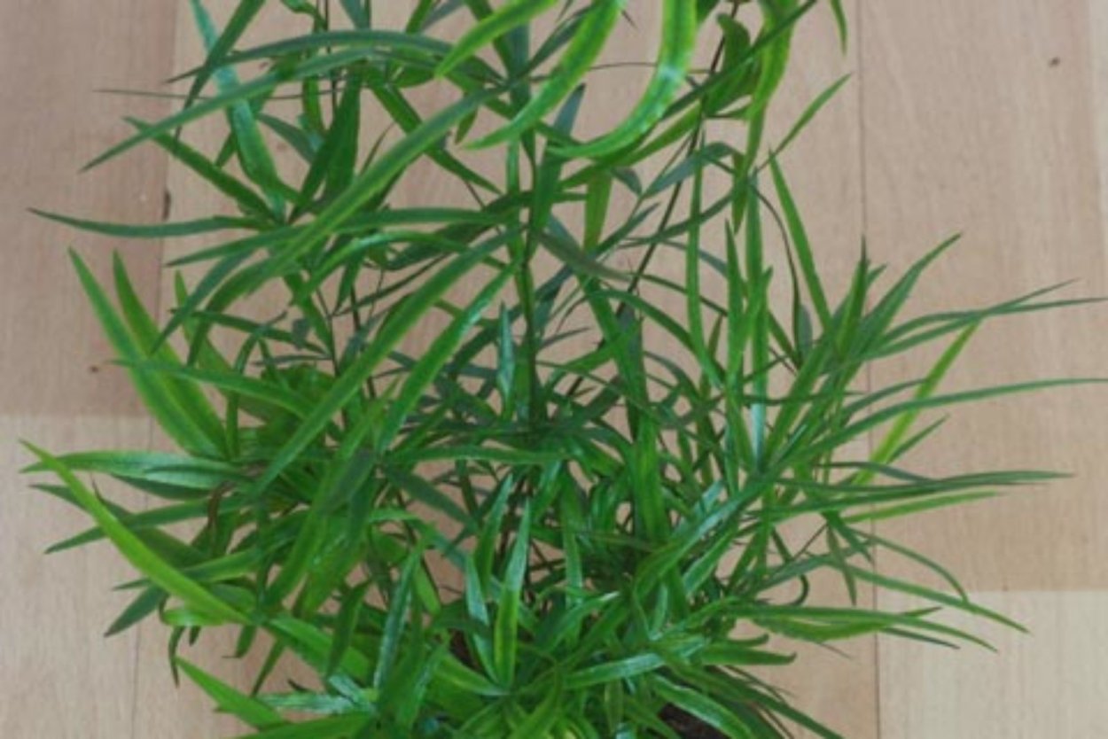 Растение аспарагус пирамидальный