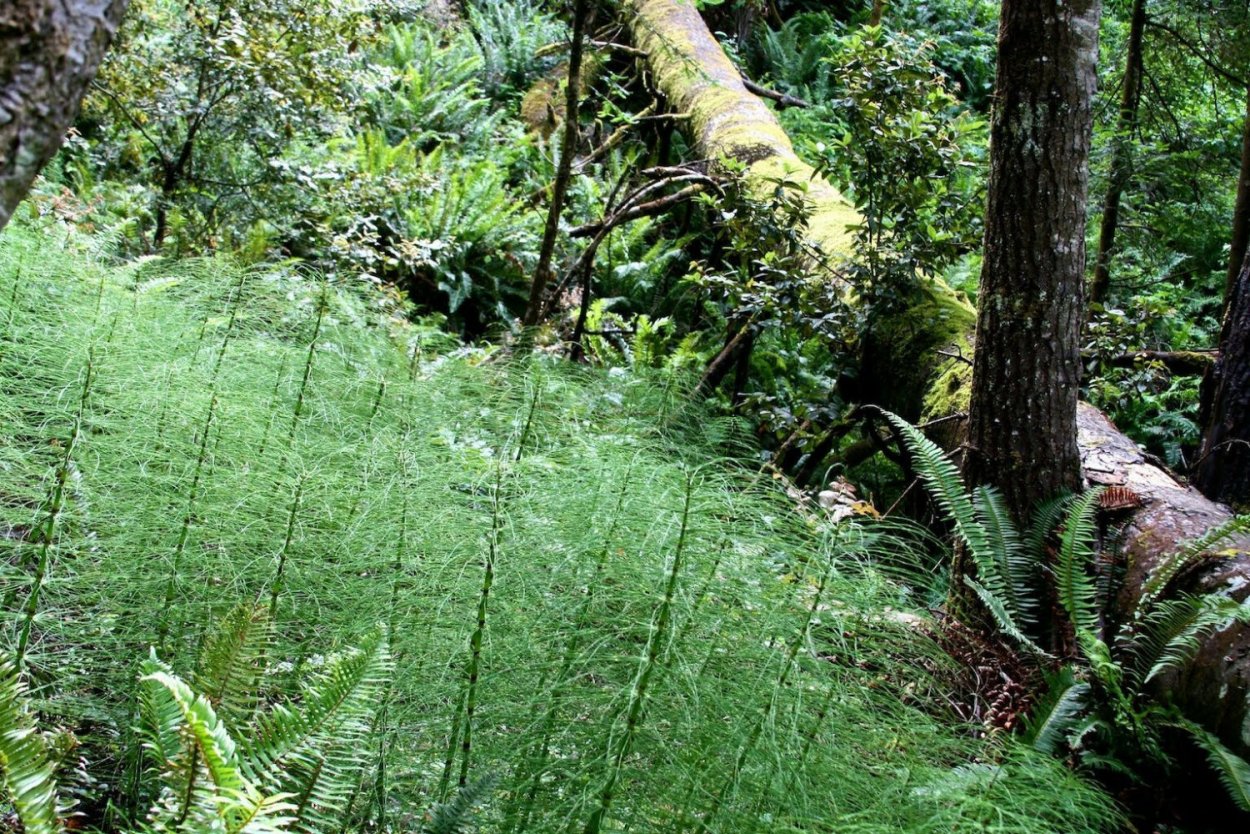 Аспарагус Шпренгера паутинка на веточке