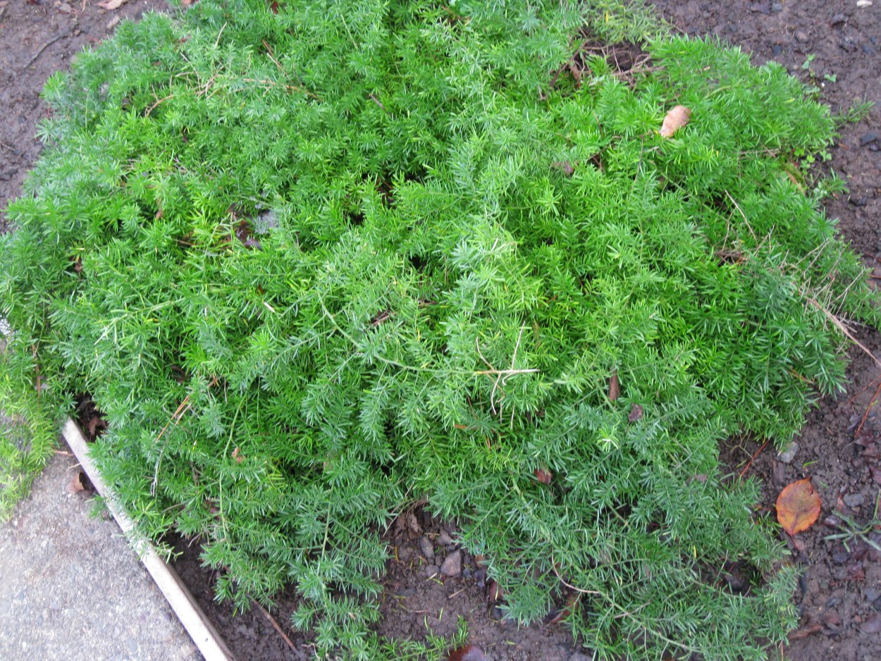 Аспарагус кистистый